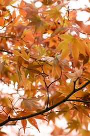 "Japanese Maple" by Esther De Schot