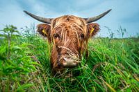 Schotse Hooglander