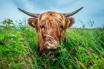 Scottish Highlander cow by Kevin Baarda