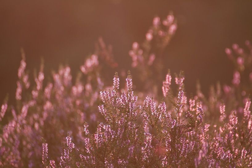 The heather is in bloom in Bergen op Zoom by Sabina Meerman