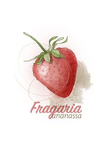 Fragaria Ananassa by Ingrid Joustra