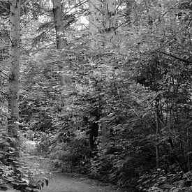 Een bospad in zwart-wit van Gerard de Zwaan