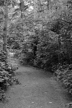 A forest path in black and white