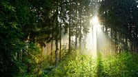 Zonsopgang in het mistige bos van Günter Albers thumbnail