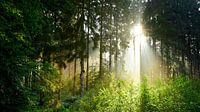 Sunrise in the misty forest