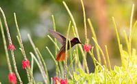 Colibri Ruby Topaz