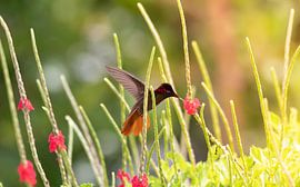 Ruby Topaz Hummingbird