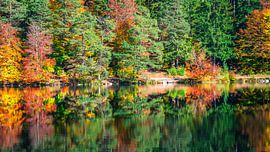 Herfstmeer met bos