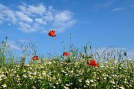Feldblumen by Ostsee Bilder thumbnail
