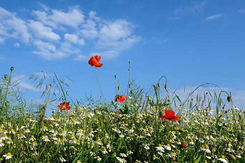 Feldblumen