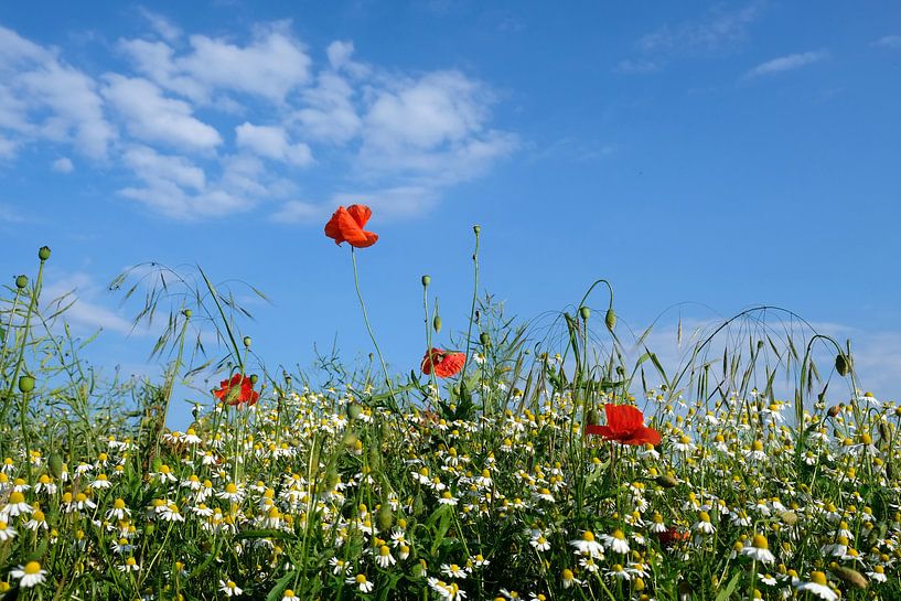 Feldblumen by Ostsee Bilder