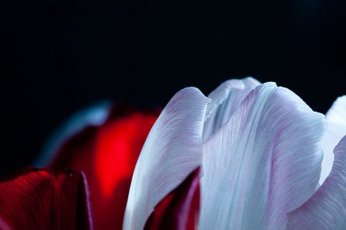 Top of tulips