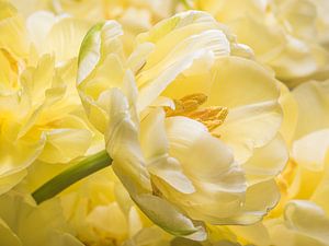 Gele tulp steekt zijn kop uit boven de anderen van Marjolijn van den Berg