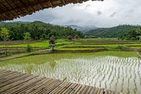 Rijstvelden in het hoge noorden  in Pai, Thailand