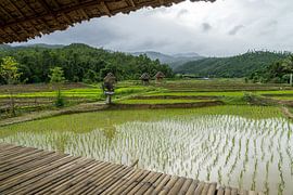 Rijstvelden in het hoge noorden  in Pai, Thailand von Jeroen Somers