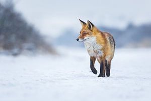 hiver