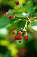 currant bunny berry