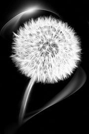 DANDELION FLOWER by INA FineArt