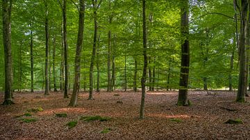 Arbres verts frais dans la forêt de Drentse Aa sur Rick Van der Poorten