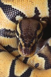 Königspython (Python regius) von Ronald Pol