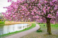 Frühling im Grave, NL
