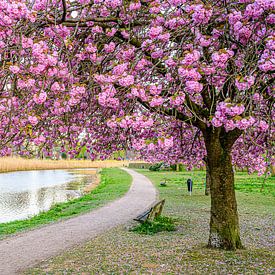 Spring in Grave, Netherlands