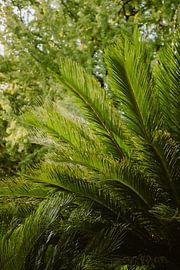 Sonnenbeschienene grüne Palmblätter – Palme im botanischen Garten „Koishikawa Botanical Garden“ in Tokio, Japan von Sanne Dost