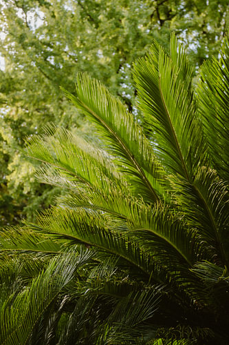 Sonnenbeschienene grüne Palmblätter – Palme im botanischen Garten „Koishikawa Botanical Garden“ in Tokio, Japan