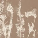 Meadow. Japandi botanical art in brown and white. by Dina Dankers thumbnail