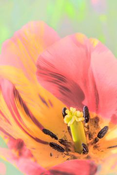 Tulp in Popart stijl. van Alie Ekkelenkamp