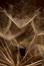 Krachtig maar kwetsbaar - Licht valt op de pluisjes van een Tragopogon van Marjolijn van den Berg