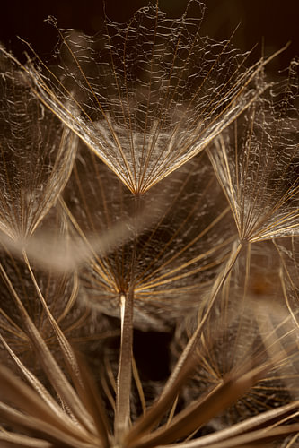 Kraftvoll, aber zerbrechlich – Licht fällt auf die Härchen eines Tragopogon