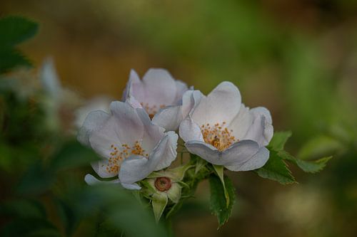Zarten Buschröschen