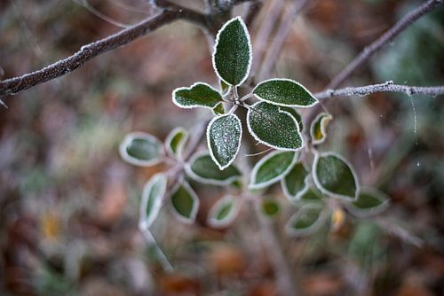 Winter rijp op groen blad fotoprint