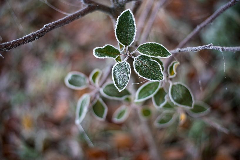 Winterreif auf grünen Blättern Fotodruck von Manja Herrebrugh - Outdoor by Manja