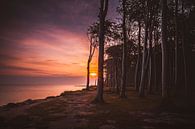 Sunrise in the ghost forest Nienhagen by Heiko Lehmann thumbnail