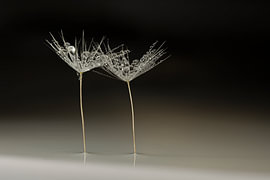 Gemeinsam in der Leere – Natürliche, schicke botanische Eleganz von Marjolijn van den Berg