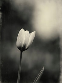 Tulp in Zacht Licht Nr 1 van Studio Silver & Sepia