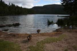 Enten kommen an Land von Floortje Mink