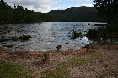 Enten kommen an Land von Floortje Mink