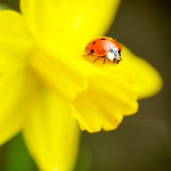Macro of a ladybird on daffodil by Marloes van Pareren