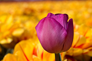 eine violette Tulpe in einem gelben Tulpenfeld