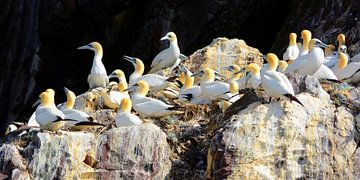 Gannets on Bass Rock in the Firth of Forth van Gisela Scheffbuch