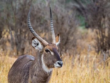 Bouc à eau avec de longues cornes sur Stijn Cleynhens