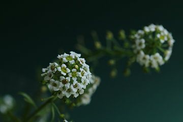 Weiße Blumen am Rand von Pim van der Horst