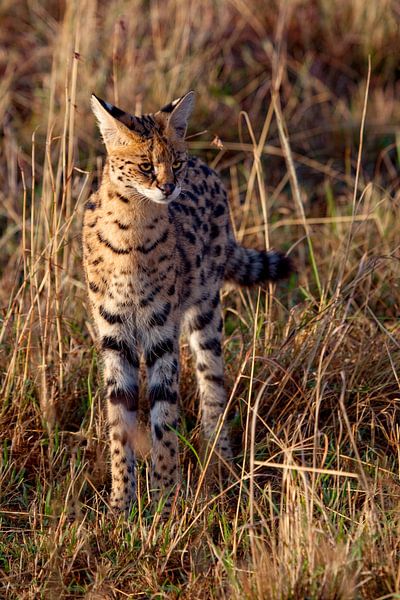 Serval kat van Peter Michel