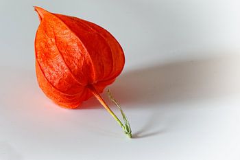 Der rote Lampion