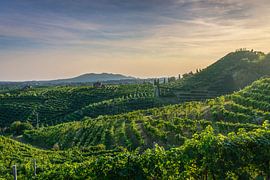 Zonsondergang boven de Prosecco-wijngaarden in Valdobbiadene van Stefano Orazzini