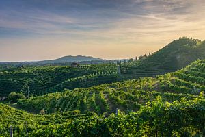Sonnenuntergang über den Prosecco-Weinbergen in Valdobbiadene