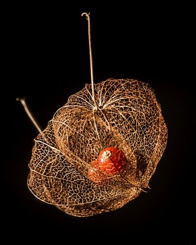 Seed box of a lantern plant (Physalis) on a mirror with black background